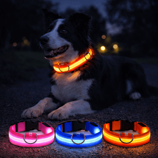 LED Halsband